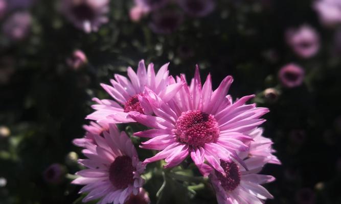 小邹菊花语的传说（揭秘小邹菊花语的含义及传说故事）