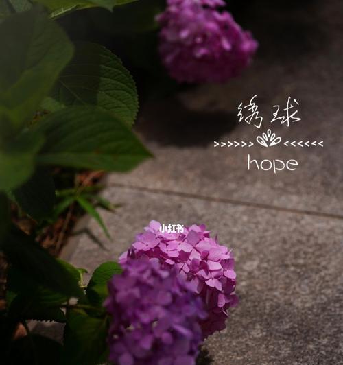 绣球花的花语与寓意（绽放幸福的花朵—绣球花的美丽花语与意义）
