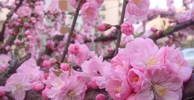 樱花花语（探寻樱花花语的深刻含义）