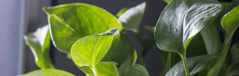 绿萝的花语及其象征意义（探寻绿萝花语的深层内涵）