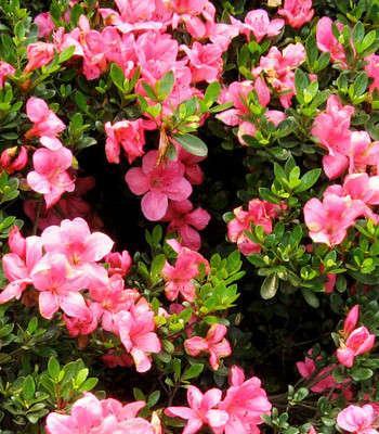 杜鹃的花语——祝福与希望（唤醒春天的钟声）