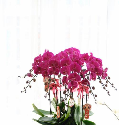 蝴蝶兰（恢弘的花朵）