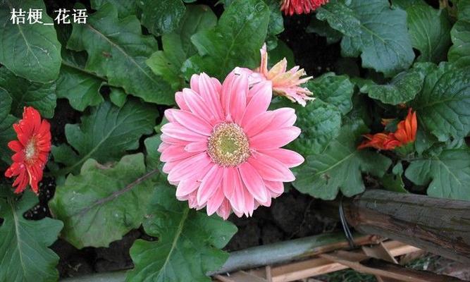 藿香花的花语和传说（从花朵的含义到传说的故事）