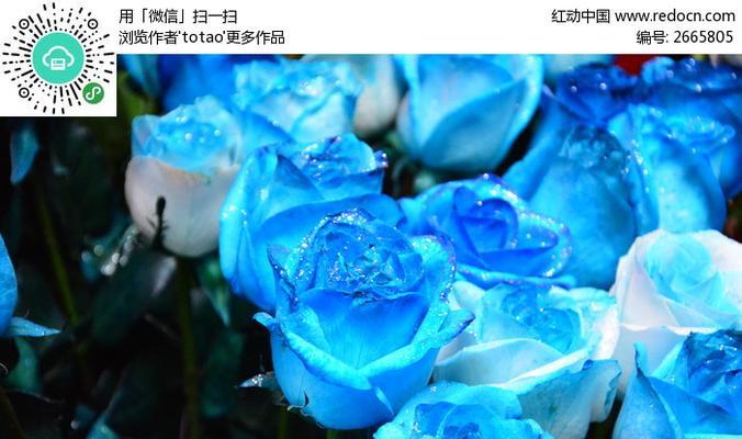 探索蓝玫瑰花的神秘意义（以蓝玫瑰花解读爱情的深度和纯真）