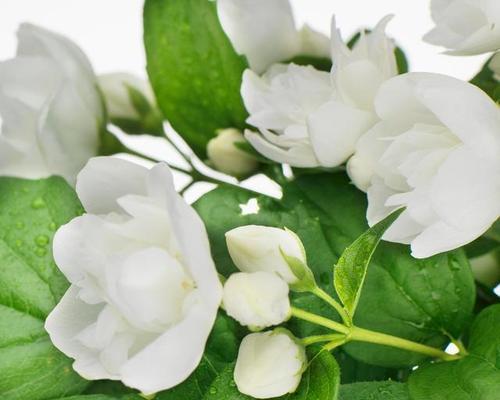 栀子花花语（揭秘栀子花的花语及文化内涵）
