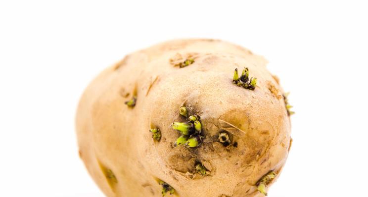 土豆没熟透可以吃吗（土豆生熟的关键知识）