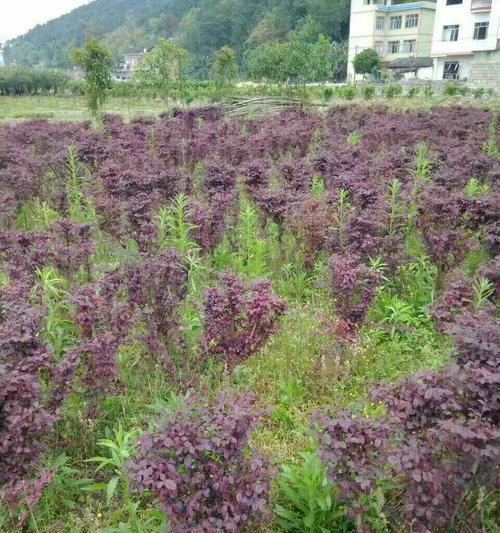 分枝点高度（探索分枝点高度对生物生长和进化的影响）
