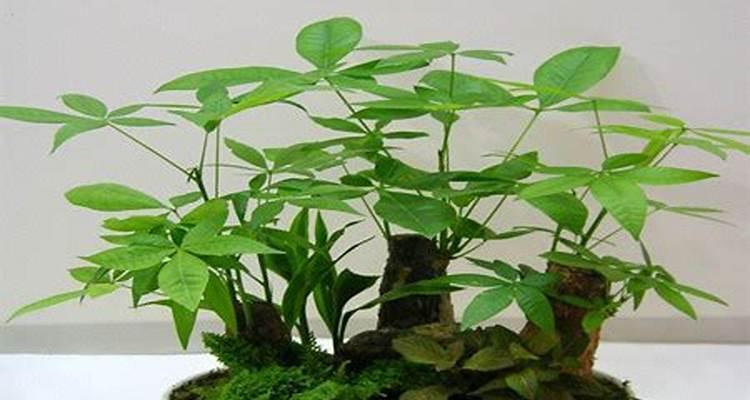 以植物代表生肖的奇妙之旅（探索植物与十二生肖的神秘联系）