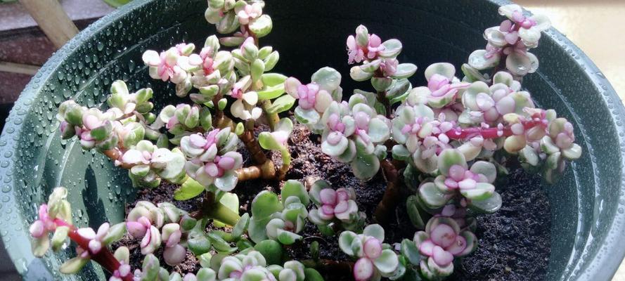 开花秘诀——如何养好雅舞之乐（15个步骤让您的雅舞之乐开花盛放）