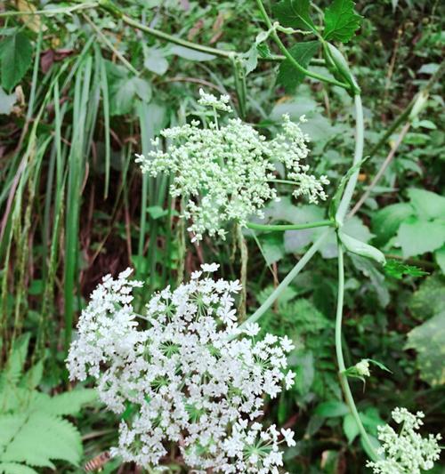 白芷的花语与意义（了解白芷花语的深刻内涵）