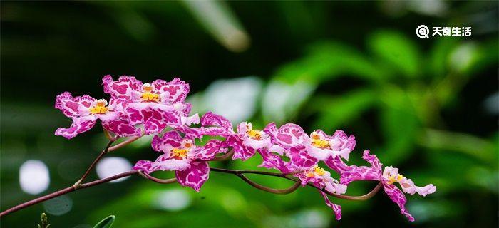 蝴蝶兰的花语与寓意（探索蝴蝶兰花语的奥秘）