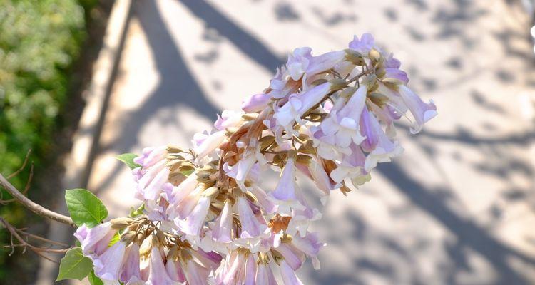 泡桐花的花语与寓意（揭开泡桐花的神秘面纱）