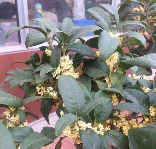 探秘桂花开放的时间（在什么季节看到最多的桂花）