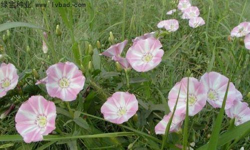 牵牛花种子的吃法（丰富营养的食材）