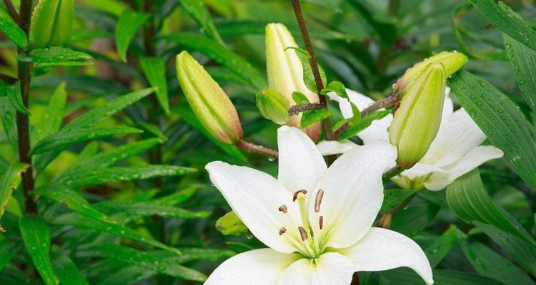 百合花之美——纯洁与坚强（探寻百合花的文化意义和象征寓意）