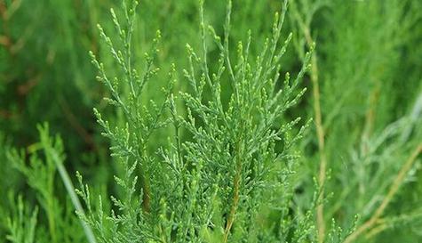 圆柏是木本植物吗（解析圆柏的分类与特点）