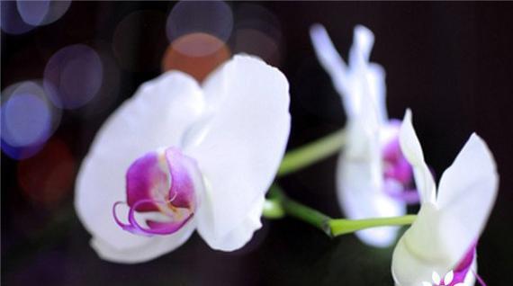 探秘白蝴蝶兰的花语和寓意（一朵花中的神话——白蝴蝶兰）