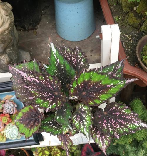 秋海棠的花语——一种坚韧之美（秋海棠）