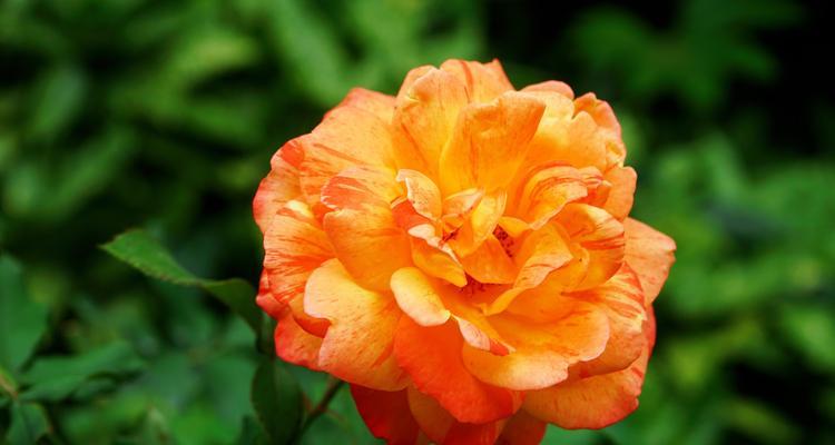 月季花的花语与寓意（用花语解读月季花的美丽与深意）