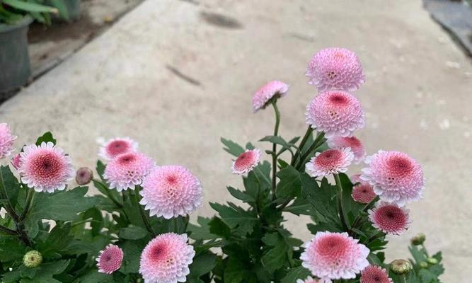 小雏菊的种植方法与技巧（掌握小雏菊种植技巧）