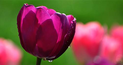 郁金香花语之美——用花语传递情感与祝福（揭秘郁金香的花语）