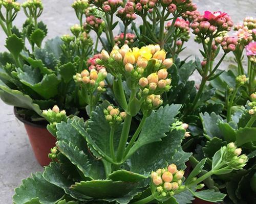以菊花代表长寿的寓意（菊花祝福）