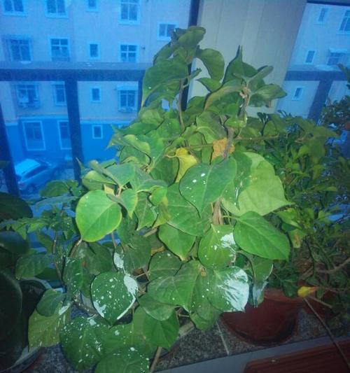 三角梅只长叶子不开花（三角梅开花的秘密）