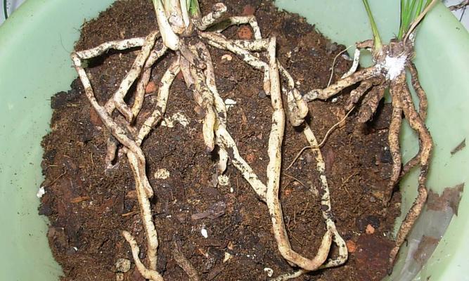 兰花换土换盆全攻略（时间）