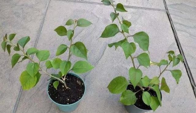 三角梅的种植与土壤要求（掌握这些关键点）
