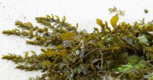 石莼不是藻类植物（探究石莼的真正身份）