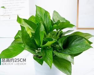 绿萝盆栽，如何选择适合的盆（合适盆的大小）