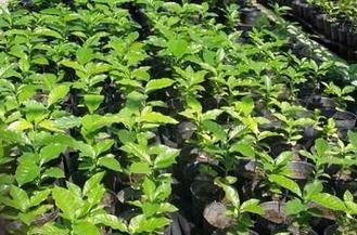 咖啡种植的技术与方法（从选址到收成）