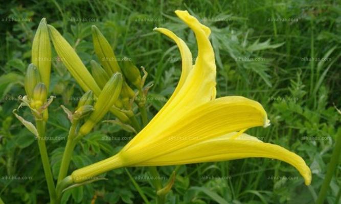 黄花菜的开花频率（一年开几次花）