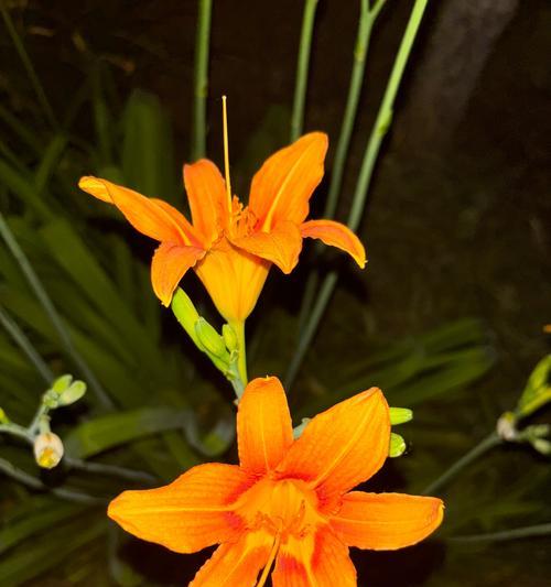 兰花的笑容花语有何特别之处？兰花指的花语是什么？
