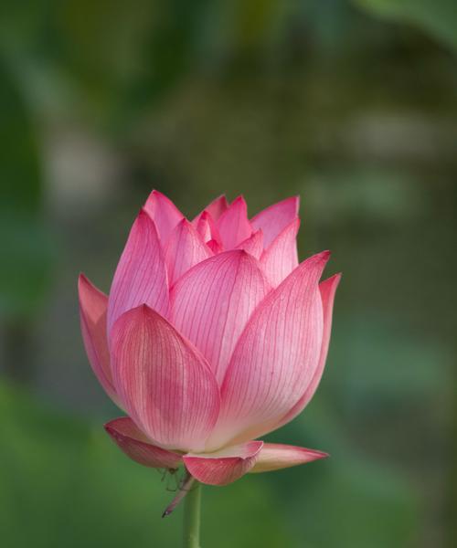 葫芦的花语含义是什么？它象征着什么？